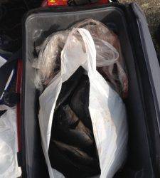 串本東部カナトコでグレ大・爆・釣♪クーラーマンパンです！