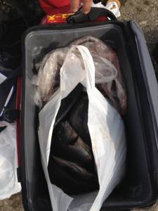 串本東部カナトコでグレ大・爆・釣♪クーラーマンパンです！