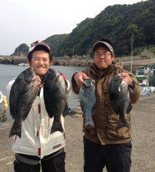 アシカでフカセ釣り、二人で仲良くグレ大漁でした♪