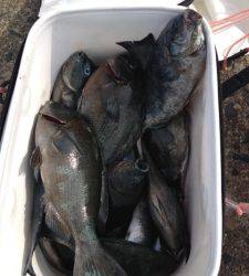 アシカでフカセ釣り、二人で仲良くグレ大漁でした♪