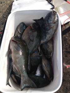 アシカでフカセ釣り、二人で仲良くグレ大漁でした♪