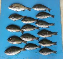 野原磯 日本海のグレも好調の兆し