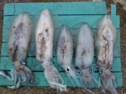 神谷一文字でヤエン釣り、2キロオーバーも混…