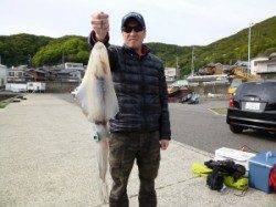 神谷一文字でヤエン釣り、2キロオーバーも混じっています