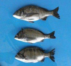 音海磯でのフカセ釣り、良型含むチヌの釣果☆