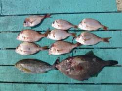 沖一文字外向きでカゴ釣り☆イサギ・ウマヅラ…