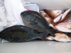 沖一文字外向きでカゴ釣り☆イサギ・ウマヅラ・グレ☆