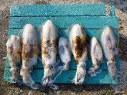 工場裏でヤエン、3人で7ハイのアオリの釣果☆