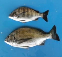 日引地磯でフカセ釣り、良型チヌがあがってま…