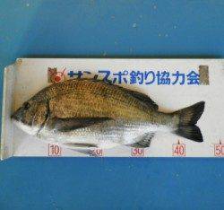 日引地磯でフカセ釣り、良型チヌがあがってます