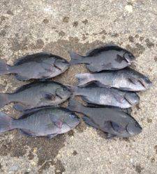 白崎と沖の長島のフカセでグレの釣果☆