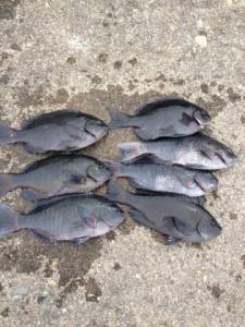 白崎と沖の長島のフカセでグレの釣果☆