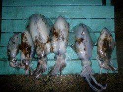 工場裏の波止 夜通し便のヤエンでアオリイカ6パイ