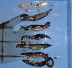 音海波止 スルメイカの新子が接岸