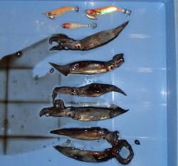 音海波止 スルメイカの新子が接岸
