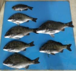 雨の野原の磯、見事チヌ49.8cm！