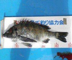 雨の野原の磯、見事チヌ49.8cm！