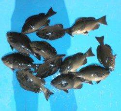 三浜磯、グレ10匹オーバーの釣果☆