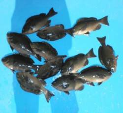 三浜磯、グレ10匹オーバーの釣果☆