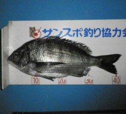 上瀬地磯で43.2cmのチヌＧＥＴ！