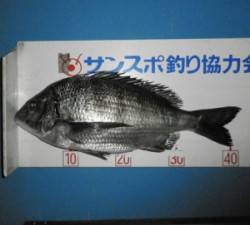 上瀬地磯で43.2cmのチヌＧＥＴ！