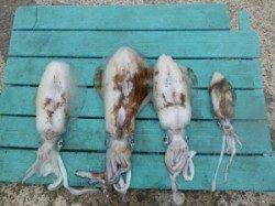 神谷一文字、ウキ釣り＆エギングでアオリGET！