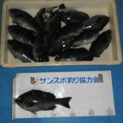 野原の磯でフカセ、グレ31cmを頭に26匹の釣果★