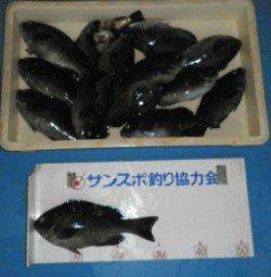 野原の磯でフカセ、グレ31cmを頭に26匹の釣果★