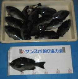 野原の磯でフカセ、グレ31cmを頭に26匹…