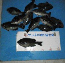 野原の磯でフカセ、グレ31cmを頭に26匹の釣果★