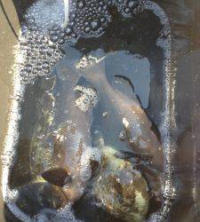 串本の磯 フカセでグレ〜36cm＆カワハギ