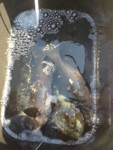 串本の磯 フカセでグレ〜36cm＆カワハギ…