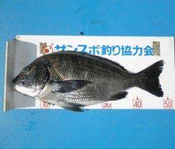 佐波賀地磯 フカセでチヌ50.5cm