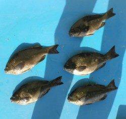 野原磯 フカセでグレ5匹の釣果