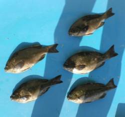 野原磯 フカセでグレ5匹の釣果