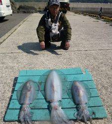 工場裏で出ました！！3.0kgアップのアオリイカ♪