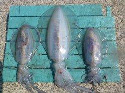 工場裏で出ました！！3.0kgアップのアオリイカ♪