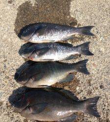 串本の磯 フカセでグレ＆カワハギ釣果