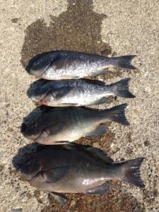 串本の磯 フカセでグレ＆カワハギ釣果