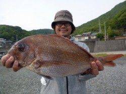 カゴ釣り良型マダイ続々、沖一文字釣果