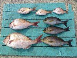 カゴ釣り良型マダイ続々、沖一文字釣果