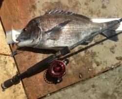 佐波賀イカダ で年無し！良く肥えてます！