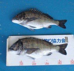 千歳の地磯でチヌ47.3cm、これから本番かも？