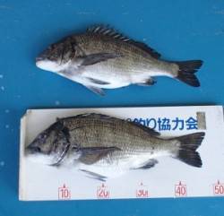 千歳の地磯でチヌ47.3cm、これから本番…