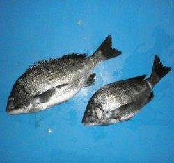 チヌ50.8cmを頭に3匹〜佐波賀地磯〜