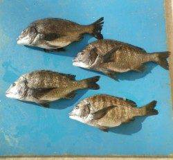 佐波賀地磯でチヌ50.8cmを頭に4匹の釣果