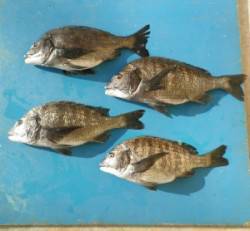 佐波賀地磯でチヌ50.8cmを頭に4匹の釣…