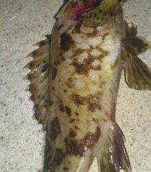 新浜漁港 メバリングでガシラ7匹＆タケノコメバル