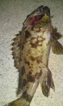 新浜漁港 メバリングでガシラ7匹＆タケノコメバル