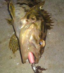 新浜漁港 メバリングでガシラ7匹＆タケノコメバル